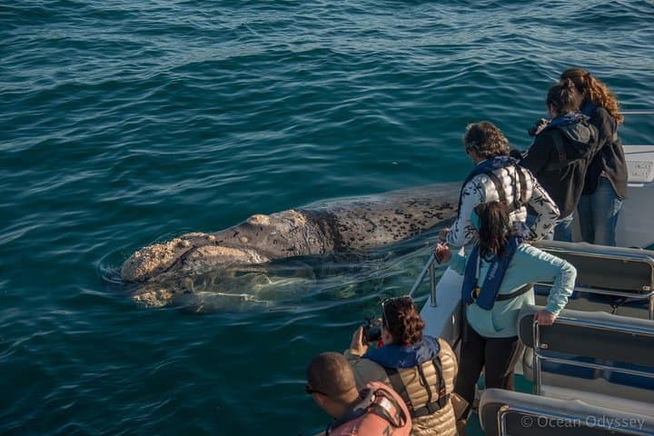 Whale Watching Knysna: Close-Encounter Ocean Odyssey from Knysna Heads photo 2