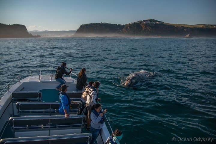 Whale Watching Knysna: Close-Encounter Ocean Odyssey from Knysna Heads