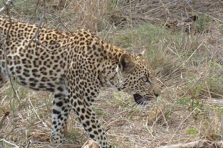 Full-Day Kruger National Park Safari from Nelspruit & White River