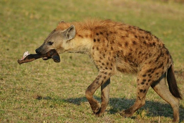 3-Day Amboseli Safari: Elephants, Kilimanjaro Views & Full-Day Game Drives photo 3