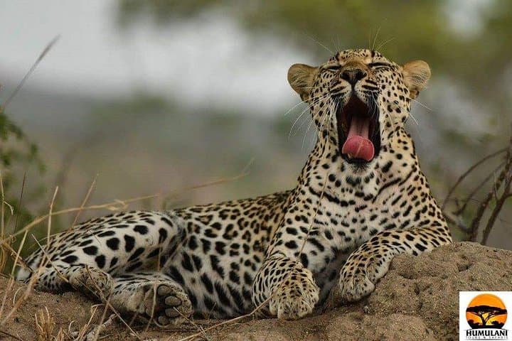 2-Day Kruger Park Overnight Safari from Johannesburg — 1 Night Wildlife Package photo 1