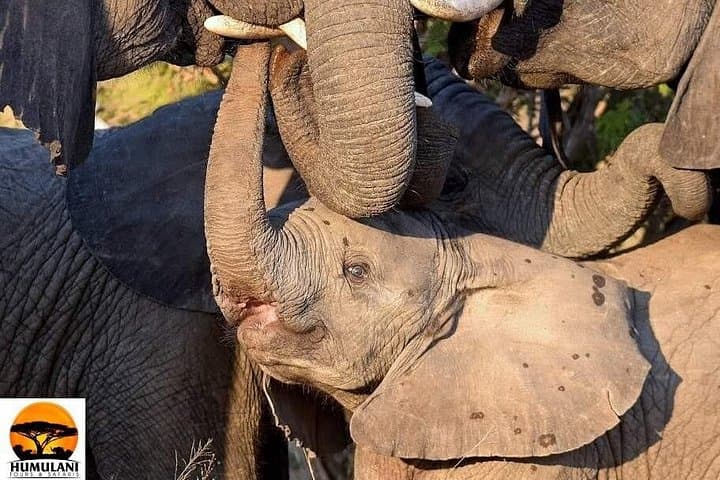 2-Day Kruger Park Overnight Safari from Johannesburg — 1 Night Wildlife Package photo 3