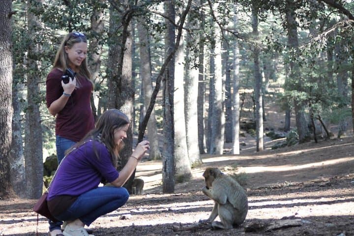 Middle Atlas Day Trip from Fez — Ifrane, Azrou & Cedar Forests