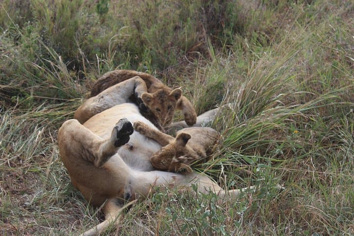 4-Day Budget Camping Safari: Tarangire, Serengeti & Ngorongoro Crater Wildlife Circuit photo 3