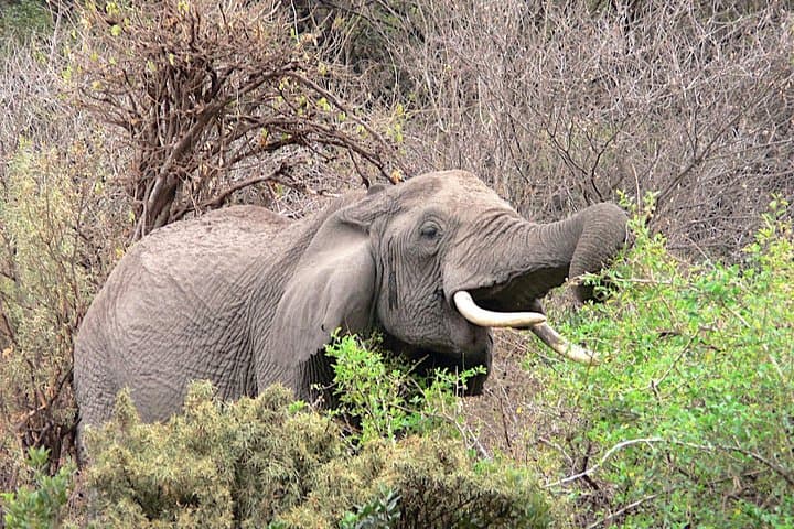 4-Day Budget Camping Safari: Tarangire, Serengeti & Ngorongoro Crater Wildlife Circuit photo 2