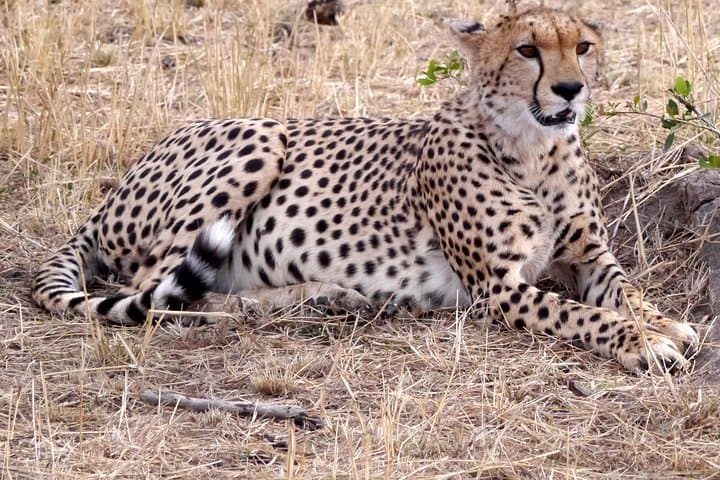 4-Day Budget Camping Safari: Tarangire, Serengeti & Ngorongoro Crater Wildlife Circuit photo 4