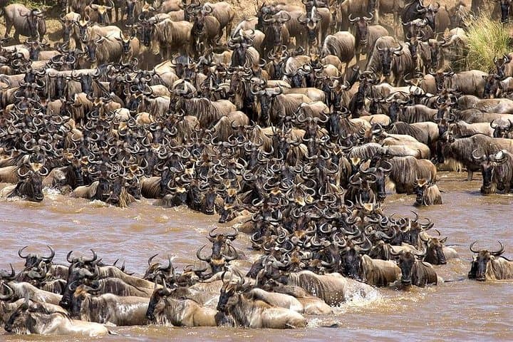 4-Day Budget Camping Safari: Tarangire, Serengeti & Ngorongoro Crater Wildlife Circuit photo 5