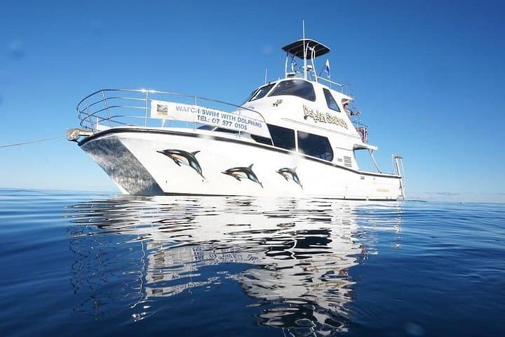 Swim with Wild Dolphins in Tauranga — Bay of Plenty Dolphin Encounters photo 2