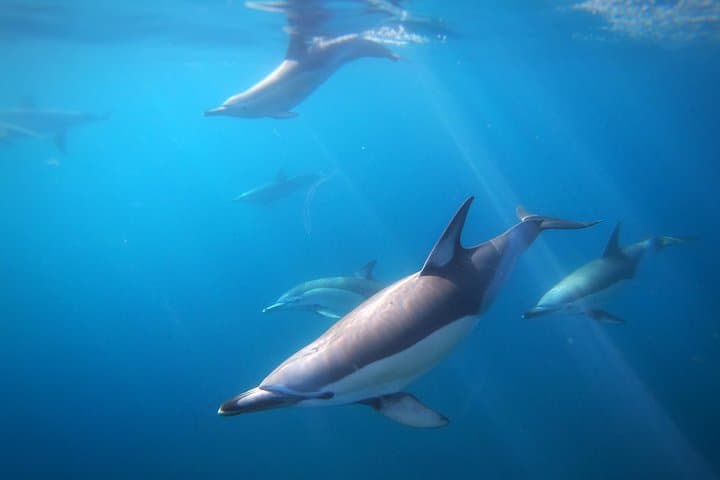 Swim with Wild Dolphins in Tauranga — Bay of Plenty Dolphin Encounters photo 3