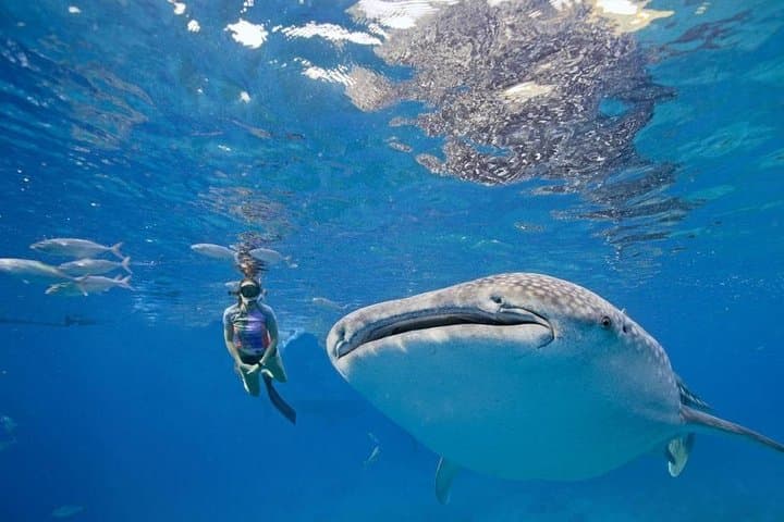 Oslob Whale Shark Watching, Aguinid Falls & Sumilon Island Day Trip from Cebu photo 4