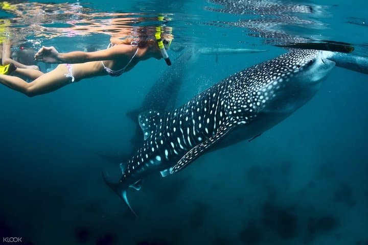 Oslob Whale Sharks, Canyoneering & Kawasan Falls — Day Trip to Sumilon Sandbar photo 3