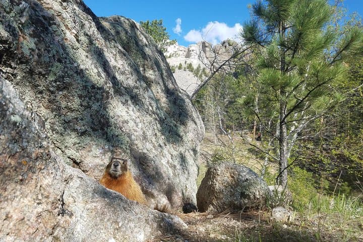Twilight Tour to Custer State Park and Mt Rushmore Lighting Ceremony photo 5