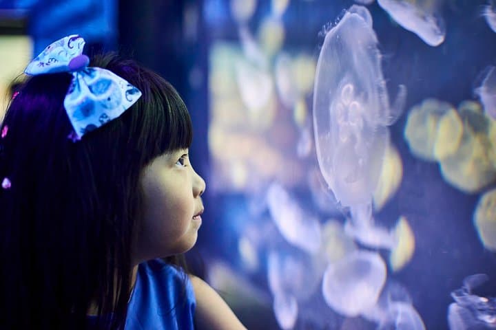 Inside SEA LIFE Melbourne: A 90-Minute Ocean Adventure on the Yarra photo 6
