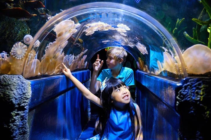 Inside SEA LIFE Melbourne: A 90-Minute Ocean Adventure on the Yarra