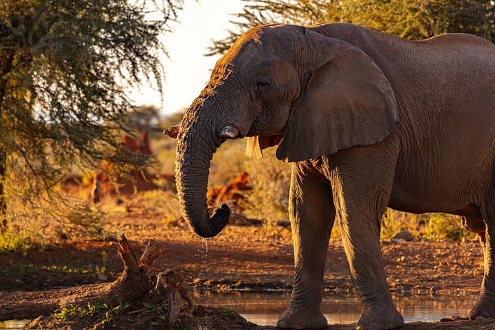 Three-Day Masai Mara Safari: Big Five Game Drives & Mara River