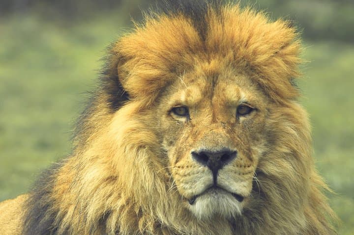 Three-Day Masai Mara Safari: Big Five Game Drives & Mara River photo 2