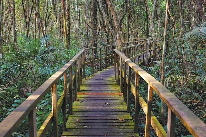 Walk Africa’s Longest Canopy Bridge at Lekki Conservation Centre: A Practical Visitor’s Guide photo 5