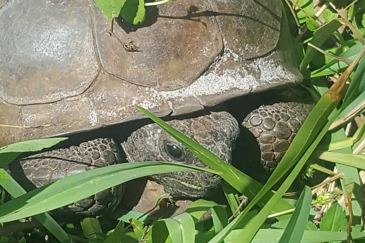 Private Eco Boat Tour from Naples Bay to Keewaydin Island (Half-Day) photo 6