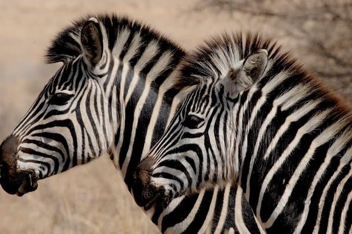 5-Day Luxury Lesotho, Drakensberg and Big-5 Safari from Durban