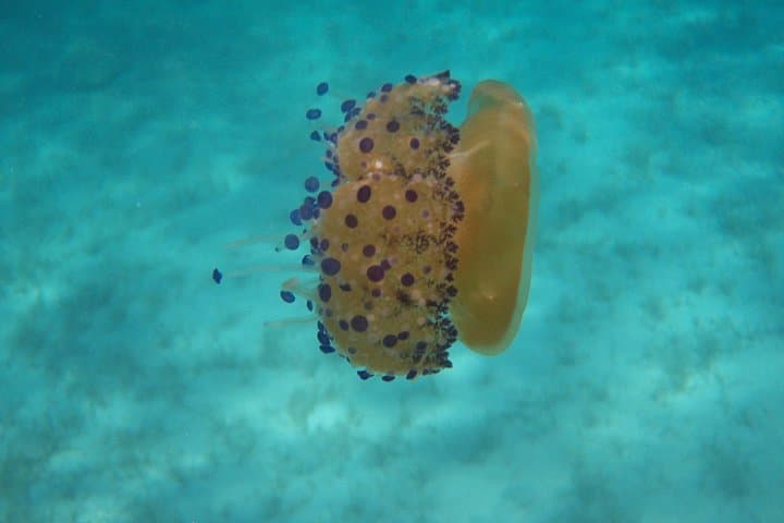 Discover-Scuba-Diving-at-Agios-Prokopios-Naxos photo 5