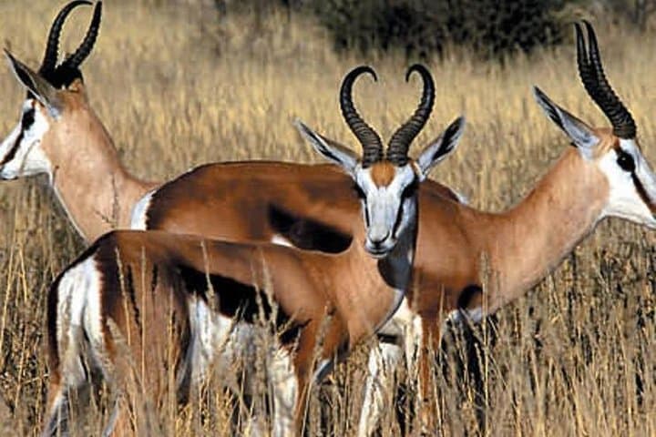 Aquila Private Game Reserve: Full-Day Big Five Safari from Cape Town photo 3