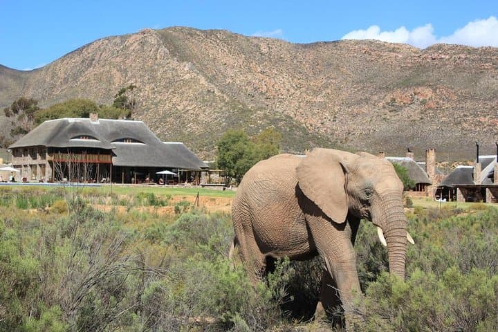 Aquila Private Game Reserve: Full-Day Big Five Safari from Cape Town photo 4