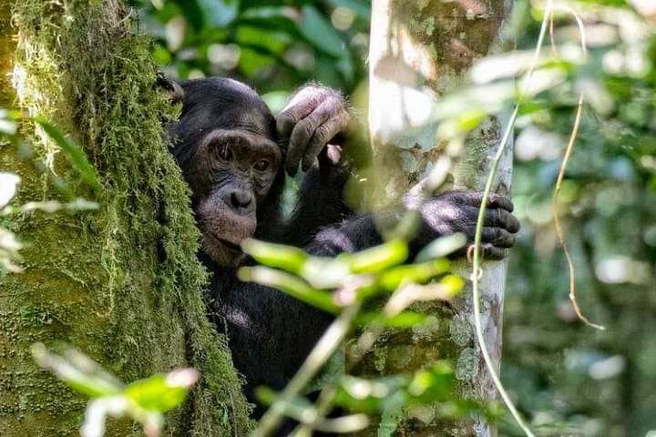 Nyungwe Canopy Walk and Chimpanzee Trekking: 2-Day Rainforest Adventure photo 2