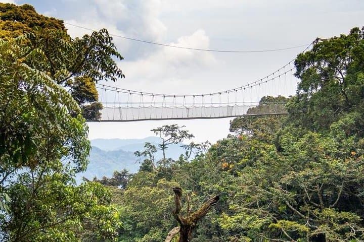 Nyungwe Canopy Walk and Chimpanzee Trekking: 2-Day Rainforest Adventure photo 3