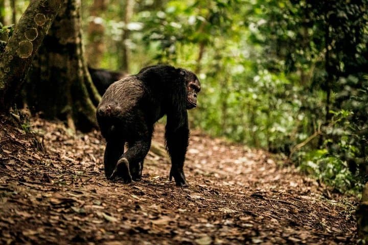 Nyungwe Canopy Walk and Chimpanzee Trekking: 2-Day Rainforest Adventure photo 4