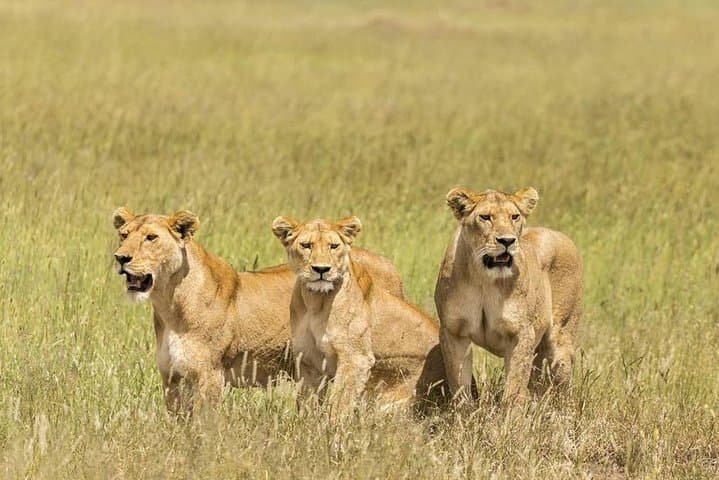5-Day Safari: Tarangire, Serengeti & Ngorongoro Crater Adventure photo 2