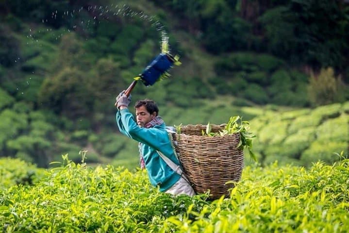 Highlands, Caves & Heritage: 2D1N Cameron Highlands, Batu Caves & Ipoh Private Tour from Kuala Lumpur photo 4
