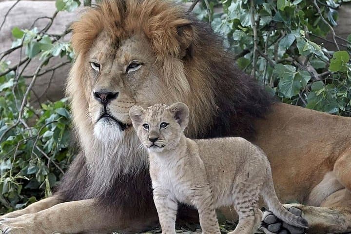 6-Day South Africa Honeymoon: Cape Town, Johannesburg & Durban Highlights photo 3