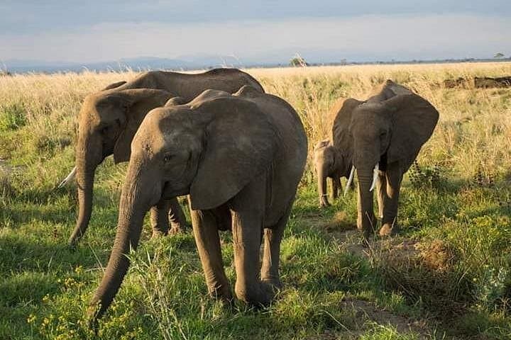 Southern Tanzania 7-Day Safari: Mikumi, Udzungwa, Ruaha & Nyerere