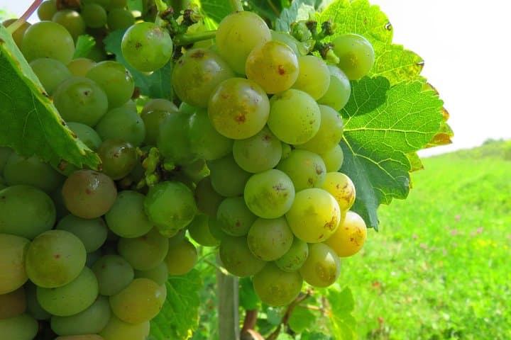 Dealu Mare Wine Route by Bike — Half-Day Cycling & Tastings from Urlați photo 6