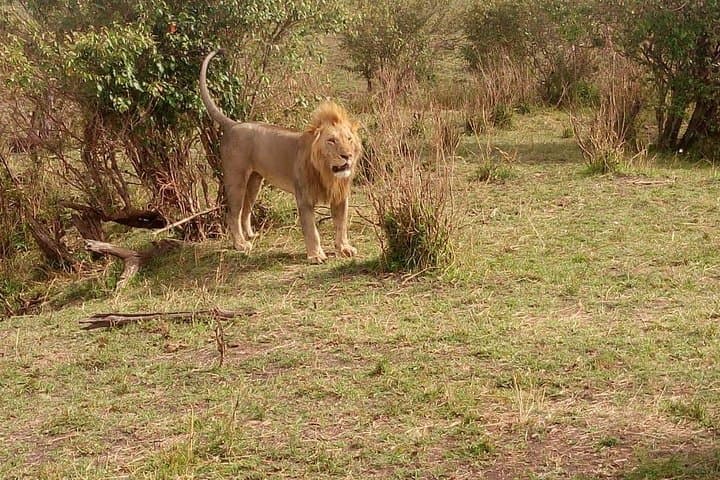 3-Day Maasai Mara Budget Camping Safari: Affordable Group Wildlife Experience