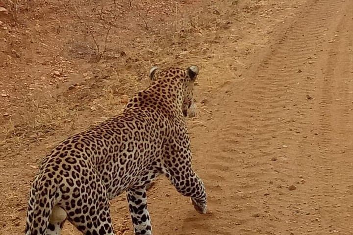 3-Day Maasai Mara Budget Camping Safari: Affordable Group Wildlife Experience photo 2