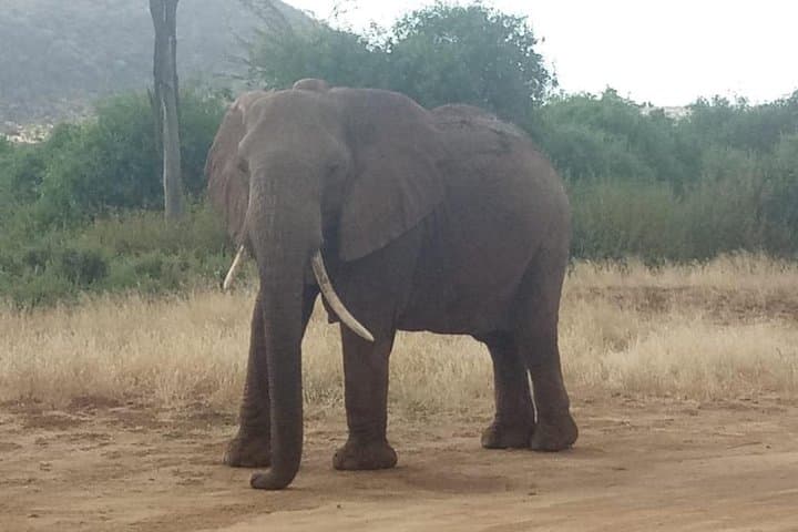 3-Day Ngorongoro Crater & Lake Manyara Safari: Big Cats, Flamingos & Caldera Views photo 2