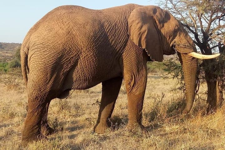 3-Day Ngorongoro Crater & Lake Manyara Safari: Big Cats, Flamingos & Caldera Views photo 3