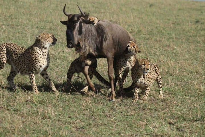3-Day Ngorongoro Crater & Lake Manyara Safari: Big Cats, Flamingos & Caldera Views