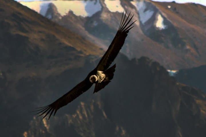 Chonta Condor Canyon Day Tour from Cusco: Condor Flights, Tarawasi & Killarumiyoq photo 1