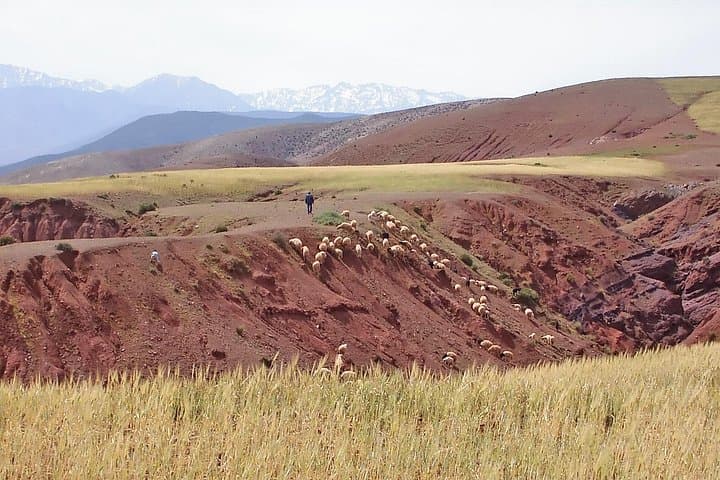 Half-Day Atlas Mountains Walk from Marrakech: Toufssirin, Outghal & Toubkal Park photo 3