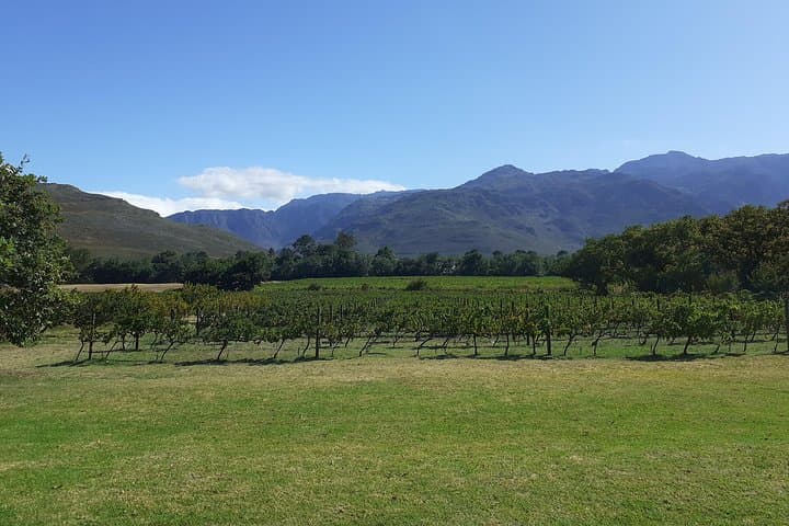 Cape Winelands Wine Tasting Full-Day Tour — Stellenbosch & Franschhoek photo 3