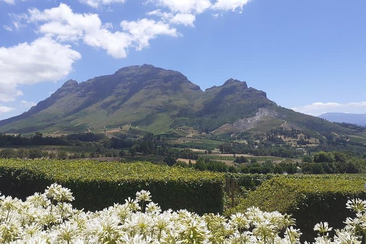 Cape Winelands Wine Tasting Full-Day Tour — Stellenbosch & Franschhoek photo 5