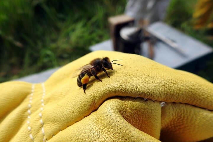 Bee Excursions in Sierra de Cádiz: Hands-On Beekeeping & Honey Tasting at Tajo Lagarín photo 6