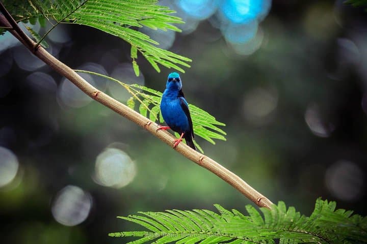 Ecocentro Danaus La Fortuna Guided Nature Experience — Birds, Sloths & Botanical Walks photo 4