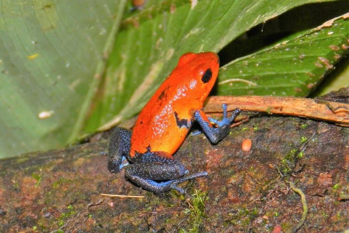 Ecocentro Danaus La Fortuna Guided Nature Experience — Birds, Sloths & Botanical Walks photo 6