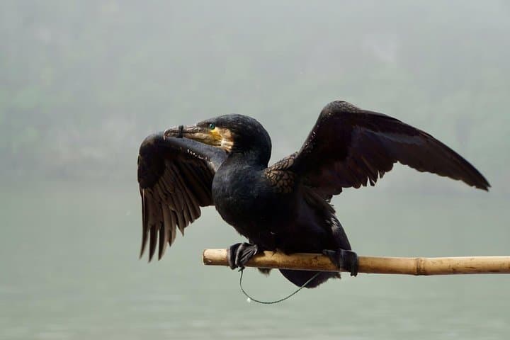 Photographing the Li River: Private Cormorant-Fishing Tour from Yangshuo