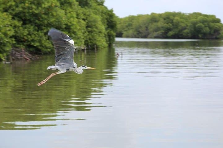 Muthurajawela Wetlands Bird-Watching Boat Tour from Colombo photo 4
