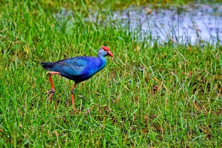 Muthurajawela Wetlands Bird-Watching Boat Tour from Colombo photo 6