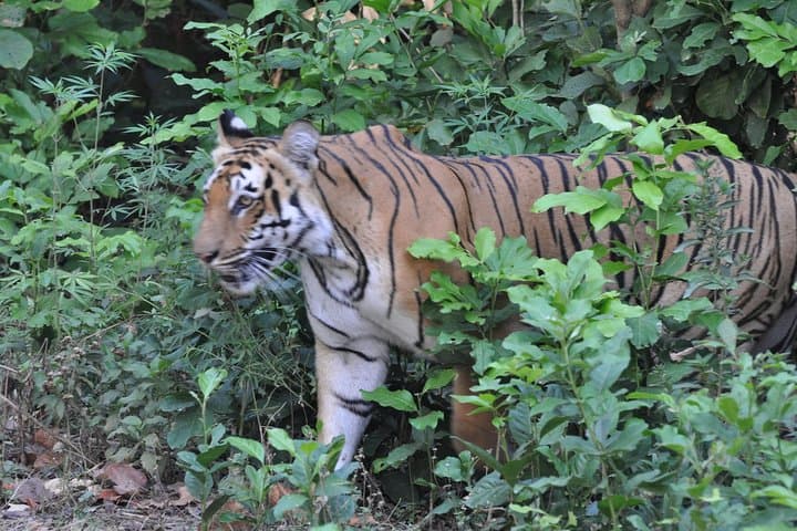 Overnight Jim Corbett Safari: Forest Rest House, Tiger Tracking & Wildlife Immersion